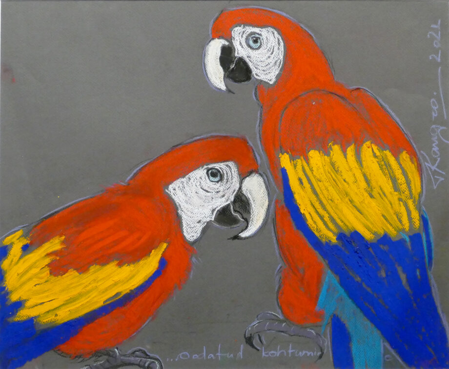Colorfulbirds, birds, wildlife cacadoo, blue, red, parrots